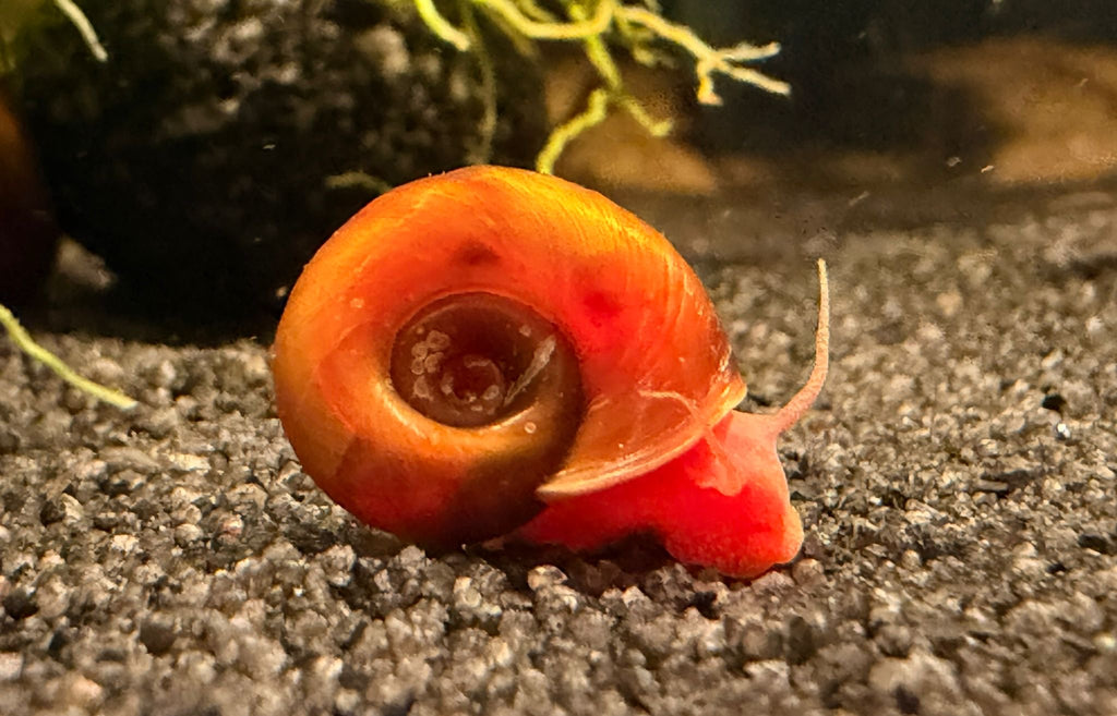 Posthornschnecle " orange rot "