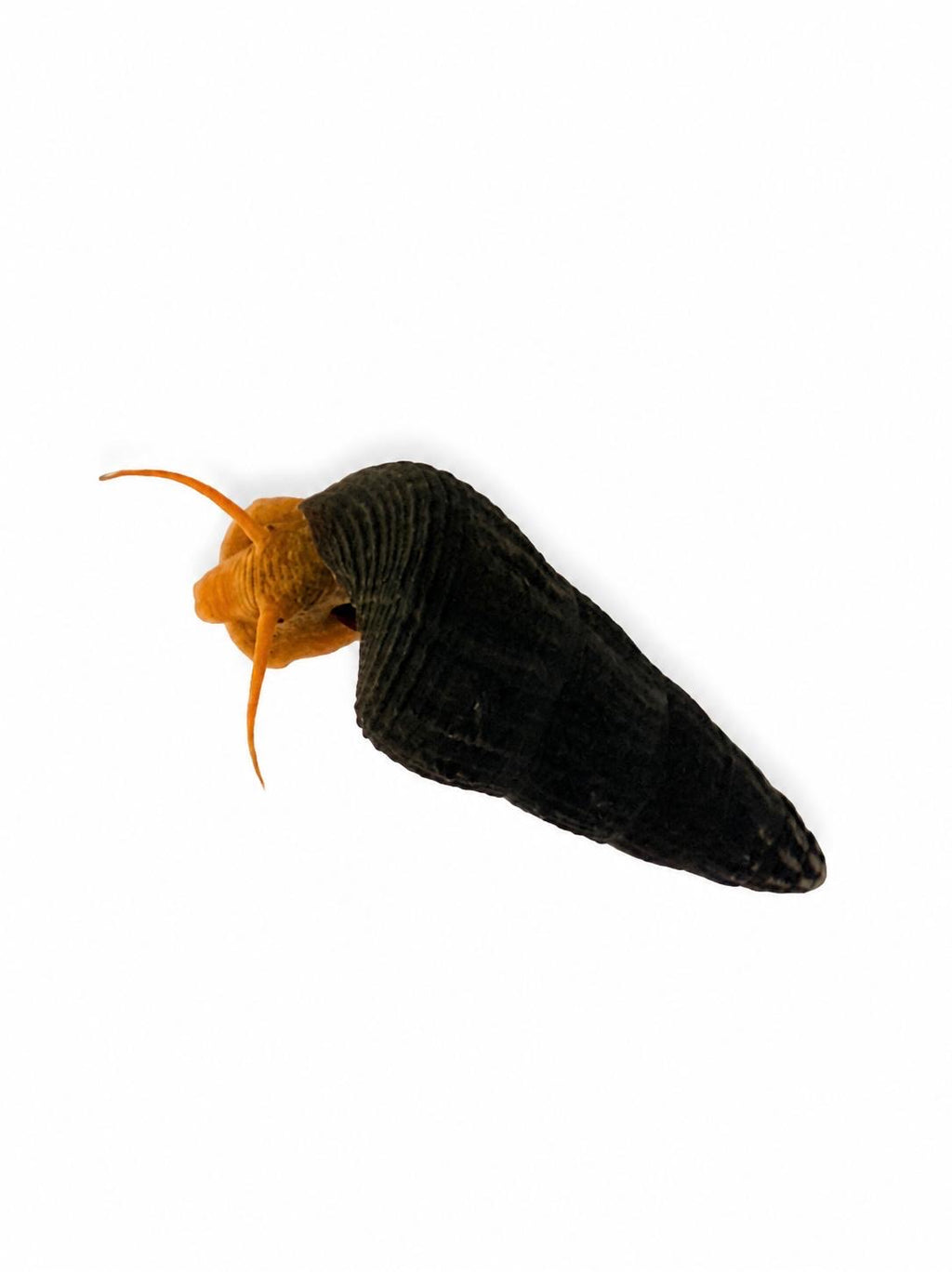 Tylomelania Orange