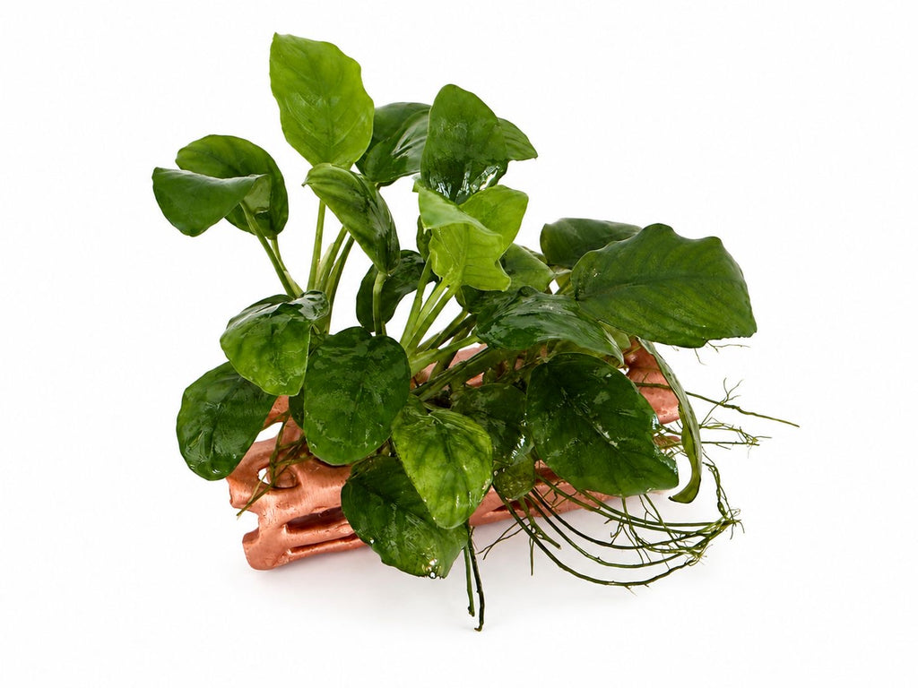 Röhre mit Anubias Nr. 1