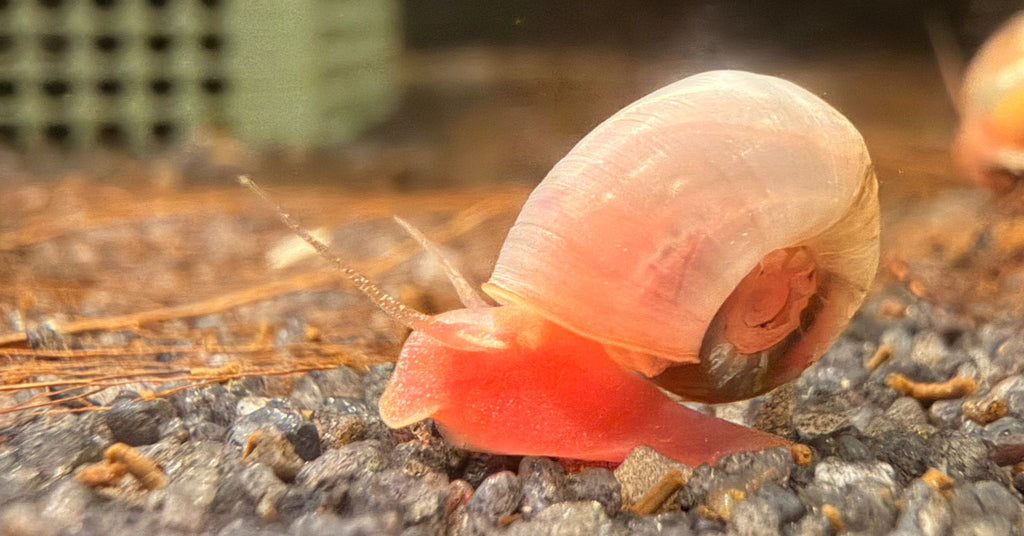 Posthornschnecke " Rosa "