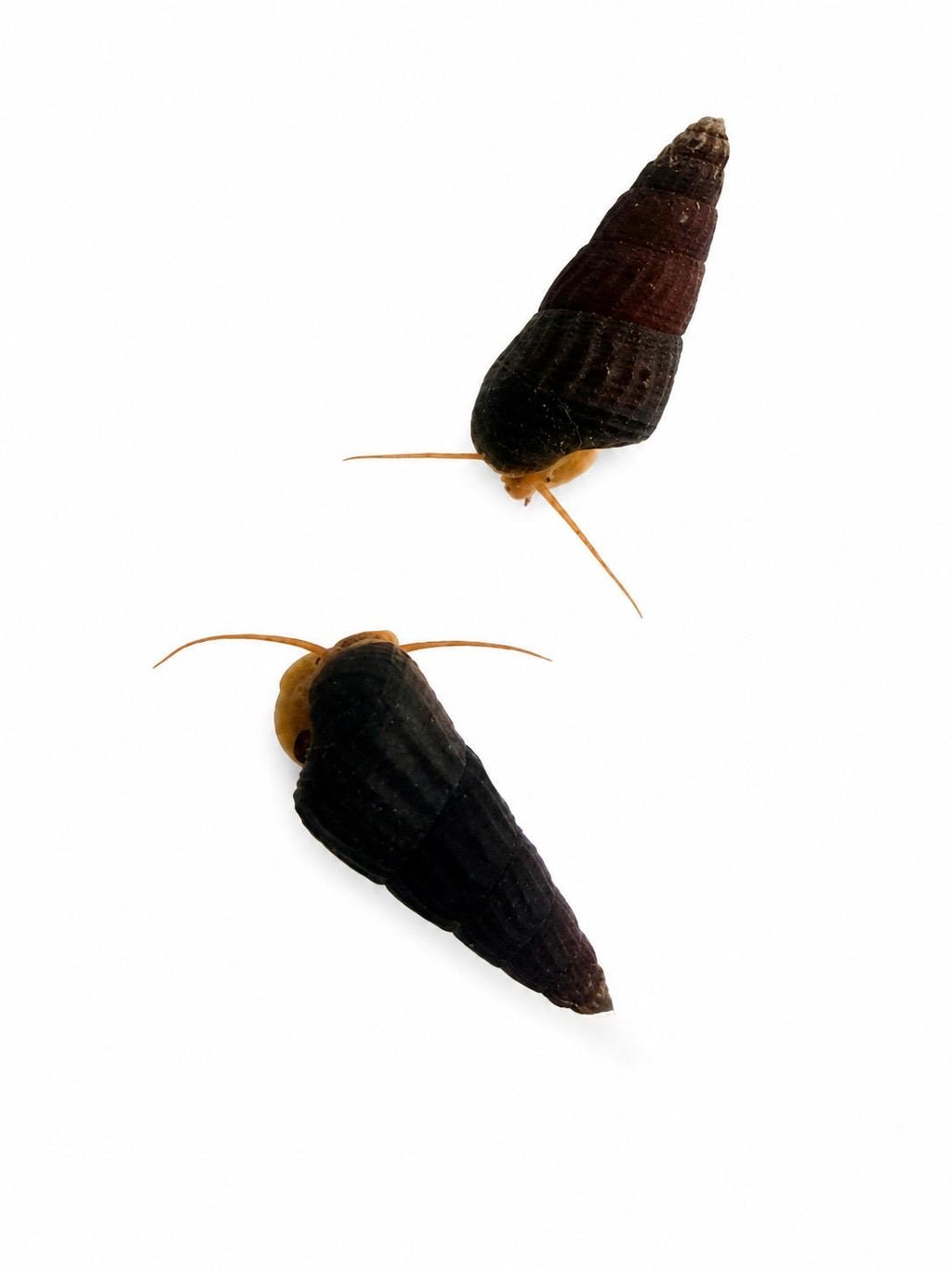Tylomelania Orange