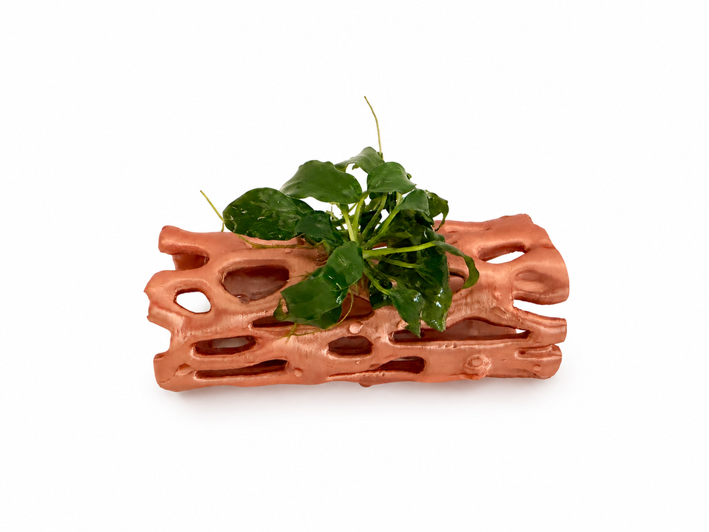 Röhre mit Anubias Nr.2
