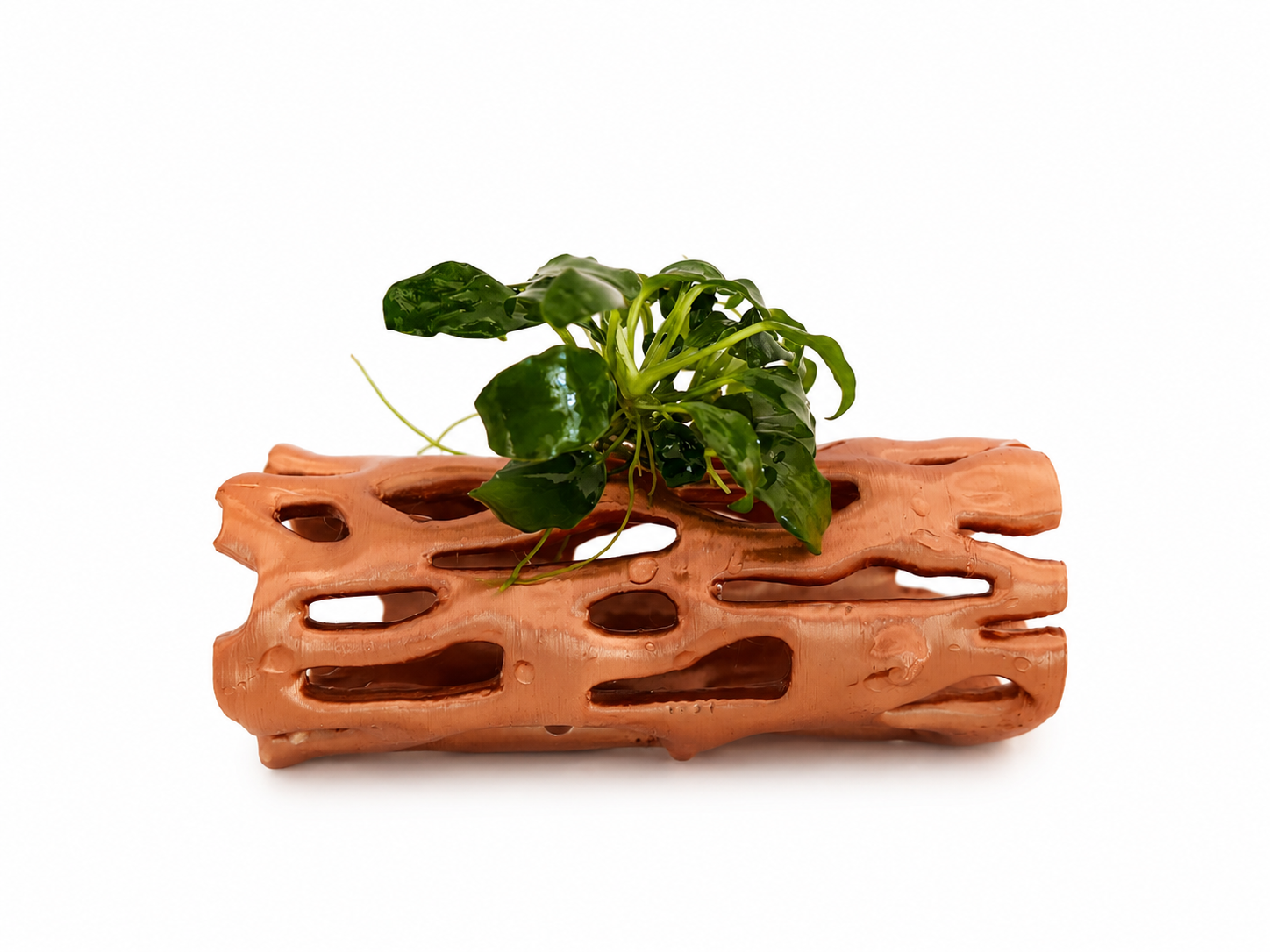 Röhre mit Anubias Nr.2