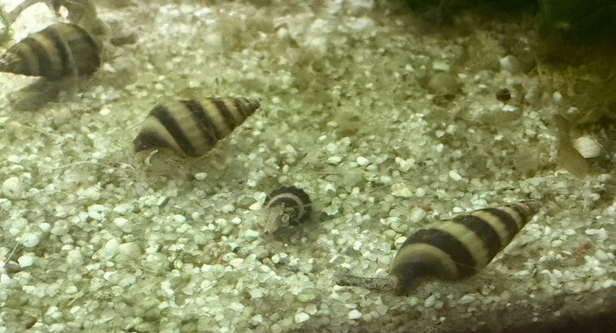Raubschnecke Clea Helena