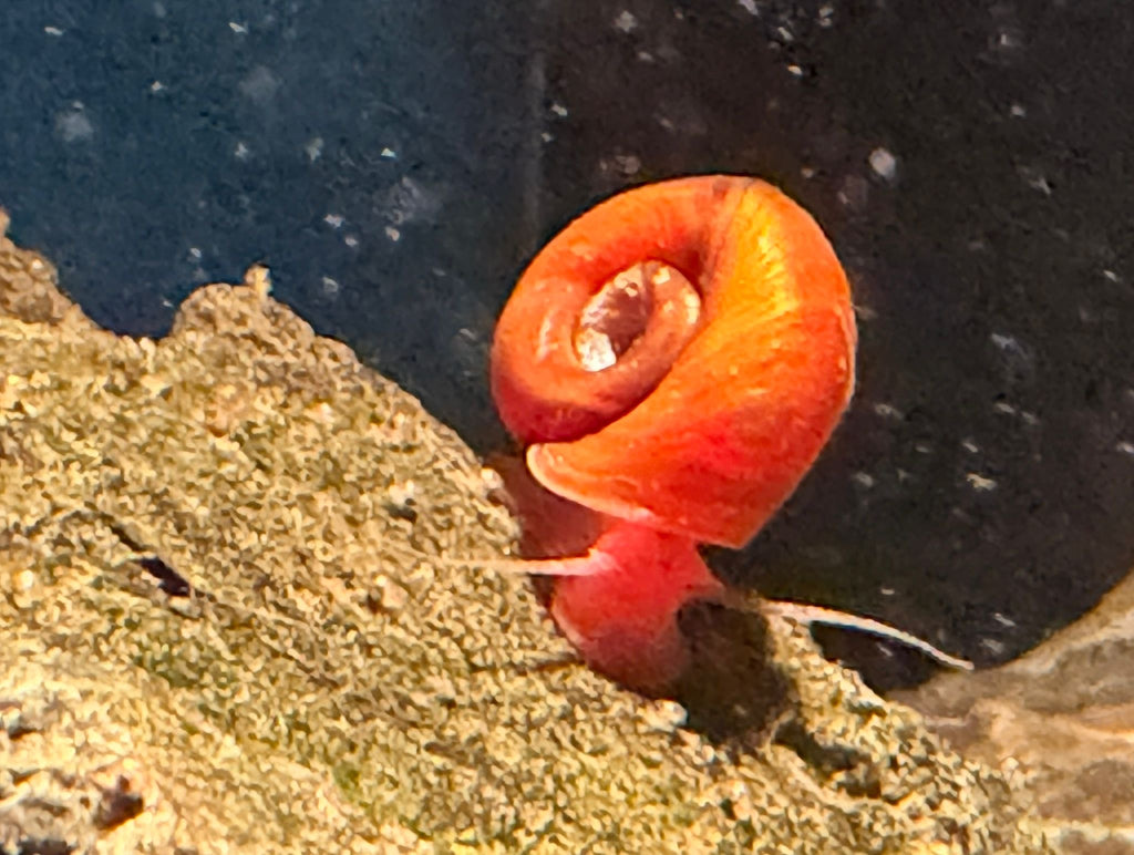 Posthornschnecle " orange rot "