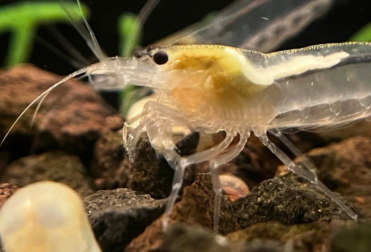 Weiße Amano Garnele " Größe XL "