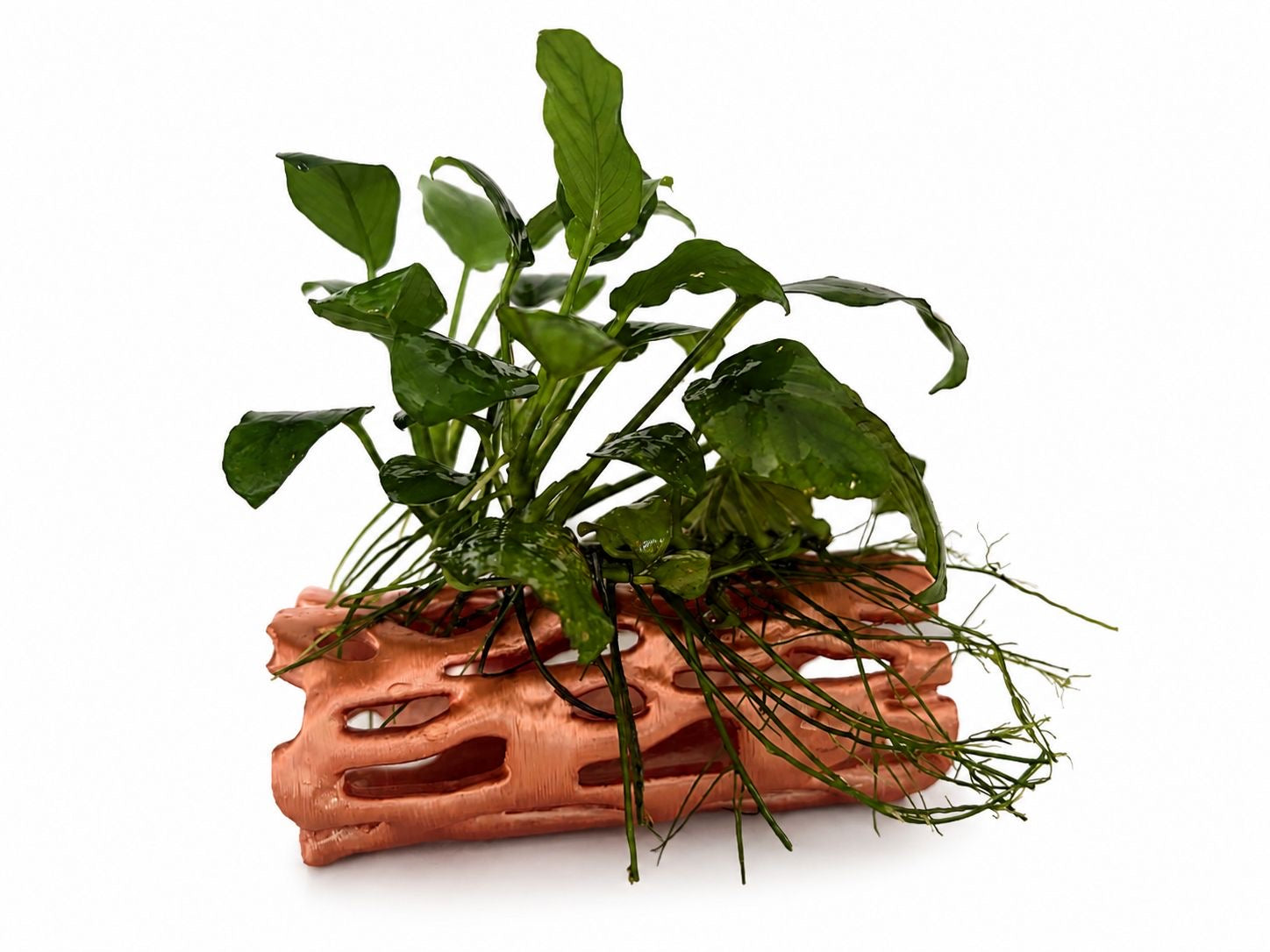 Röhre mit Anubias Nr. 1