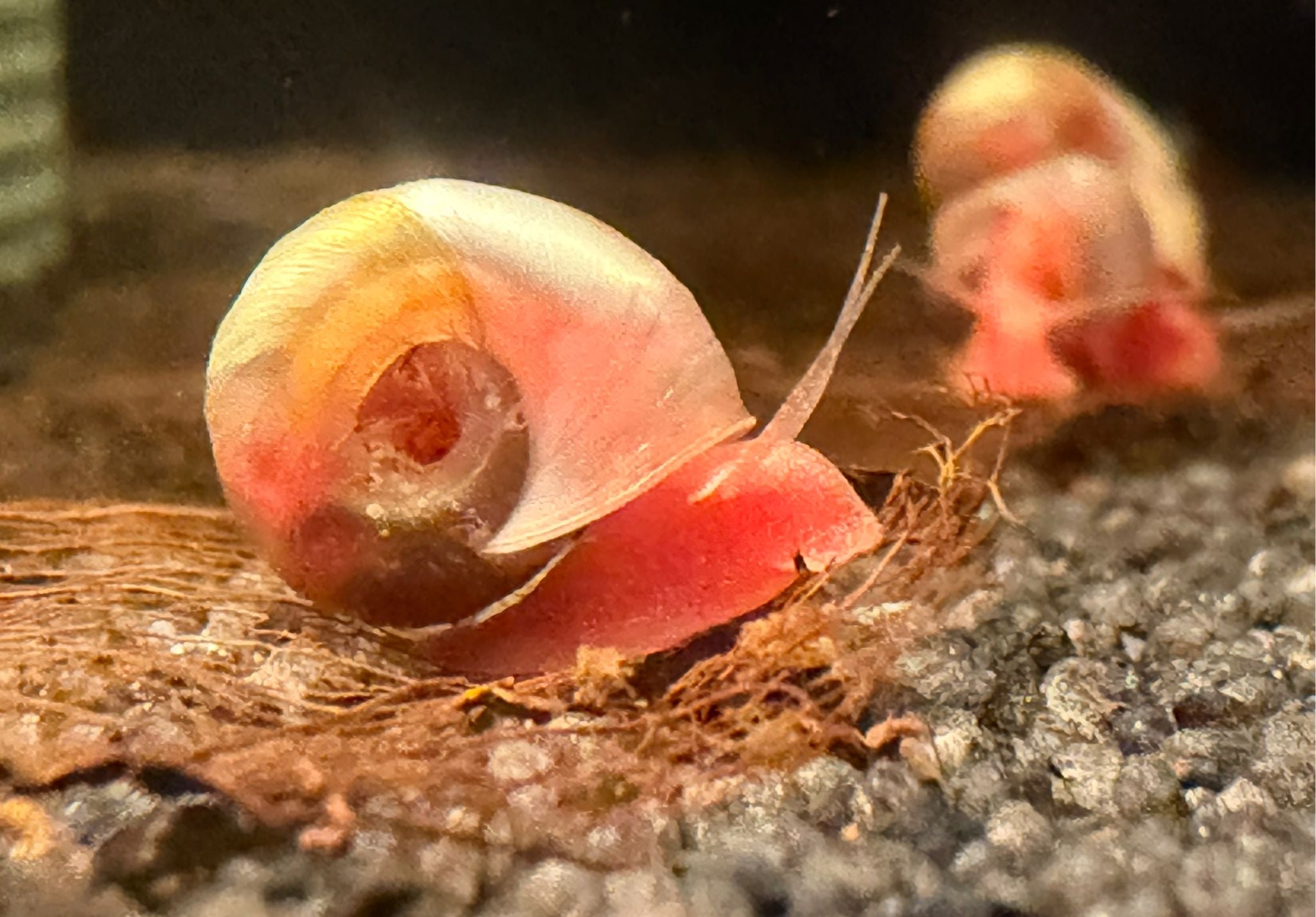 Posthornschnecke " Rosa "