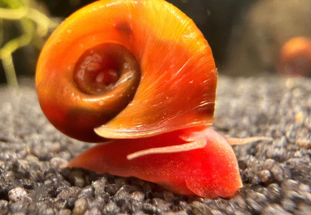 Posthornschnecle " orange rot "